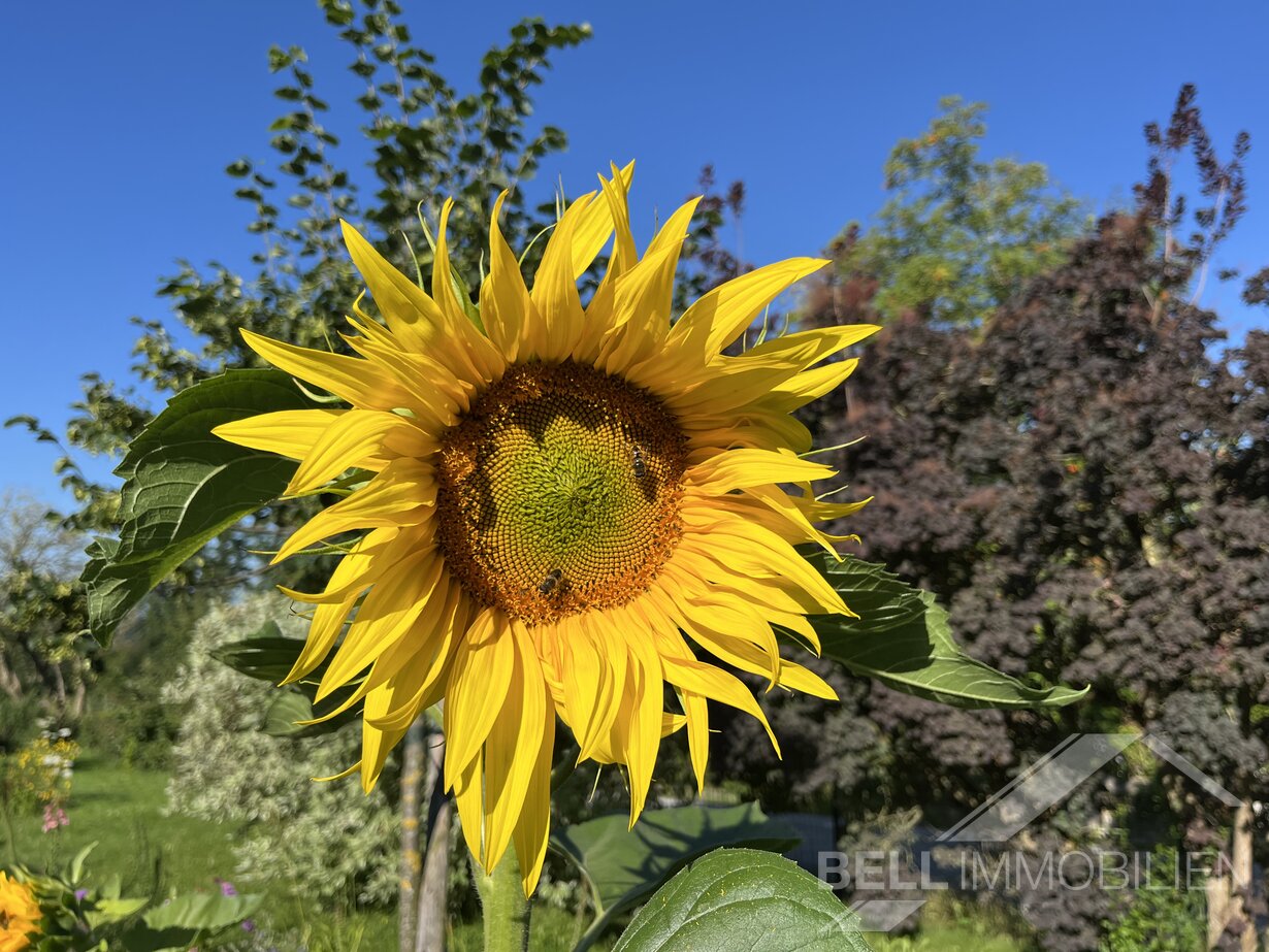 3-Zimmer Dachgeschosswohnung Top 15