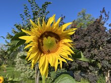 3-Zimmer Dachgeschosswohnung Top 15