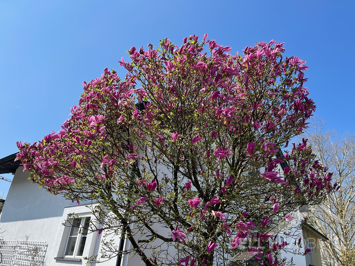 Magnolie Eingangsbereich (Originalfoto)