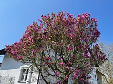 Magnolie Eingangsbereich (Originalfoto)