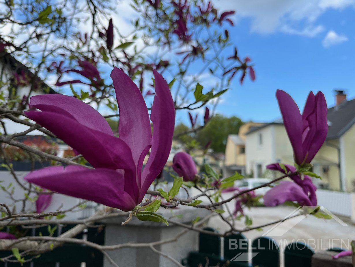 Magnolie (Originalfoto)