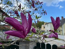 Magnolie (Originalfoto)