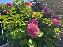 Wunderschöner Garten